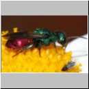 Hedychrum gerstaeckeri - Goldwespe m001a 6mm - Sandgrube Niedringhaussee-det.jpg